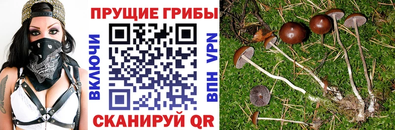 Псилоцибиновые грибы Cubensis  Можга 